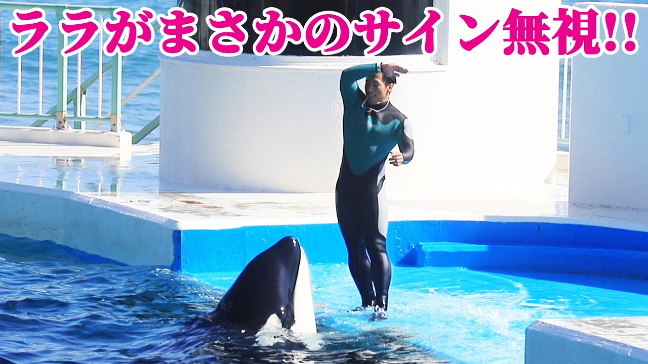 鴨シーの真面目なシャチ「ララ」がてへぺろ!! 鴨川シーワールド シャチショー KamogawaSeaWorld  orca killerwhale