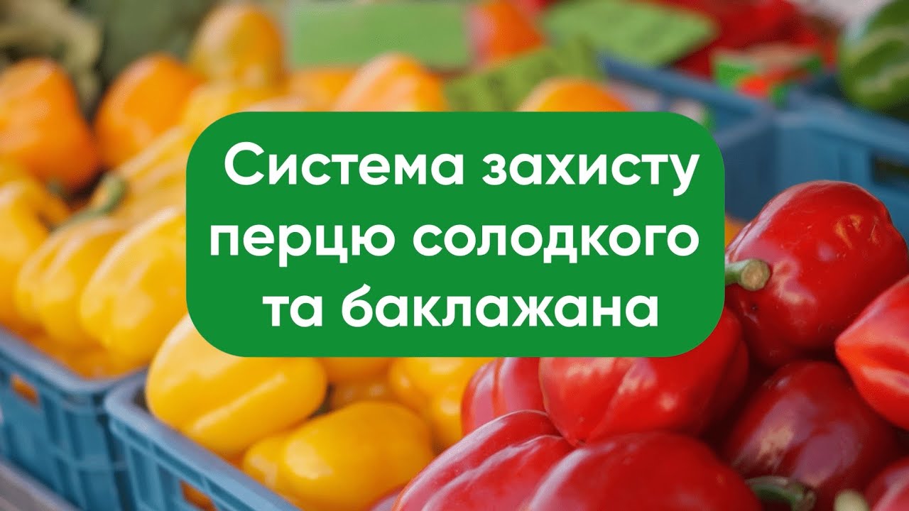 Система захисту перцю солодкого та баклажана