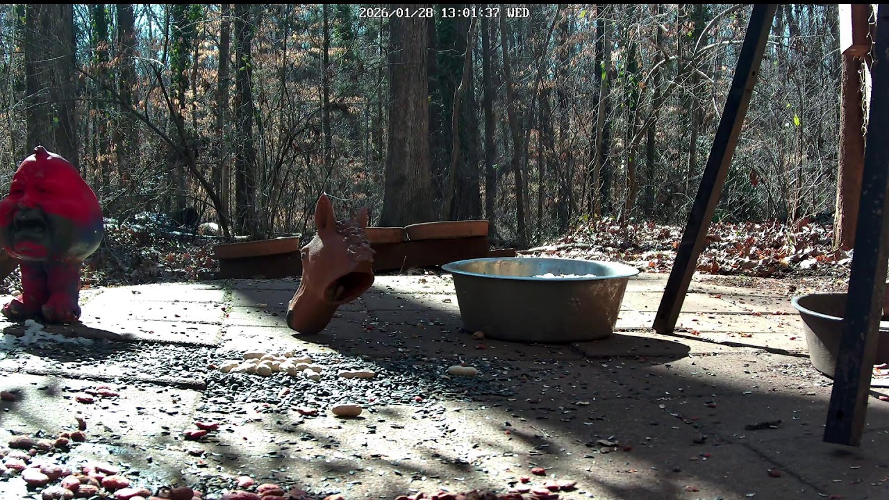 Live woodland animals, raccoons. deer. squirrels, opossums and more.