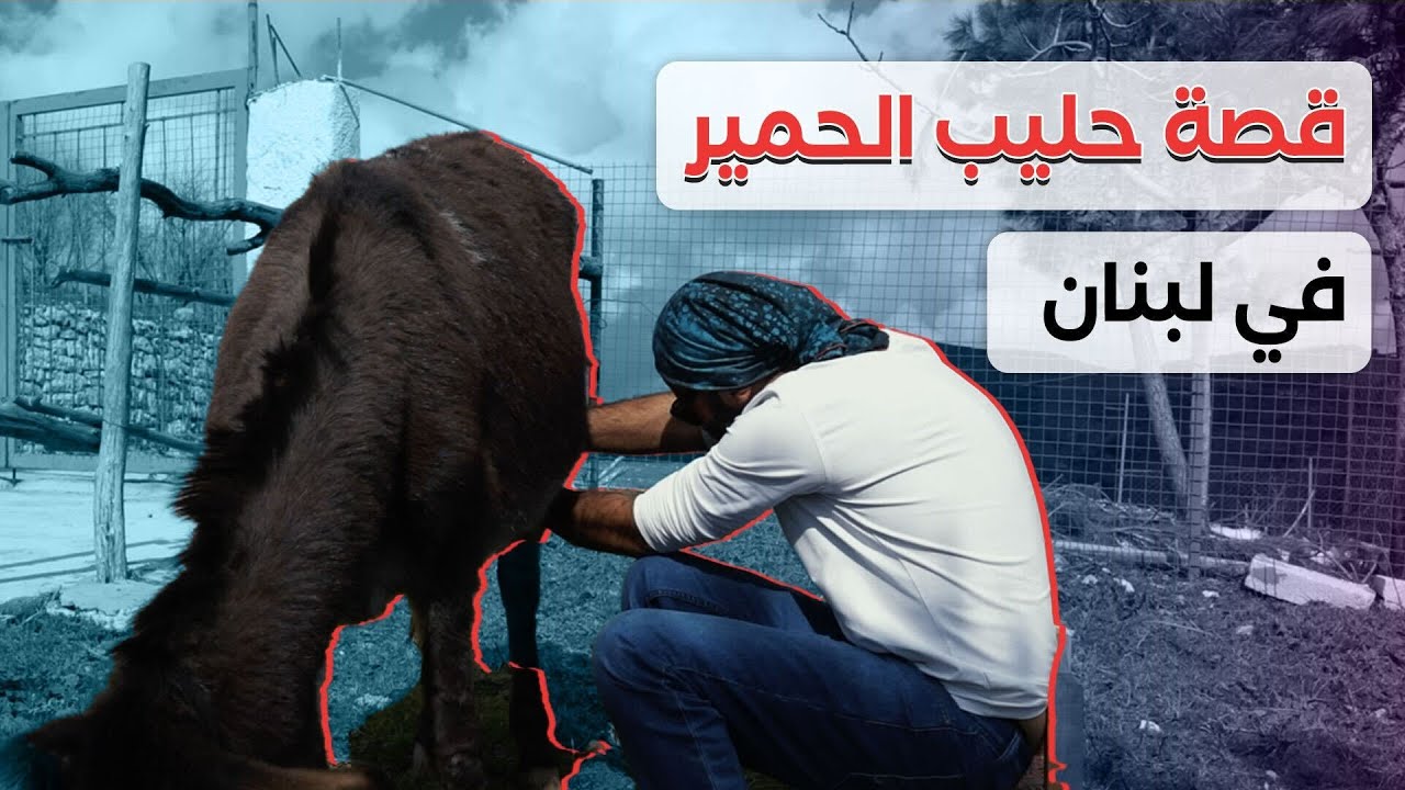 وجودهم نادر وحليبهم غالي الثمن: قصة مزرعة الحمير في لبنان