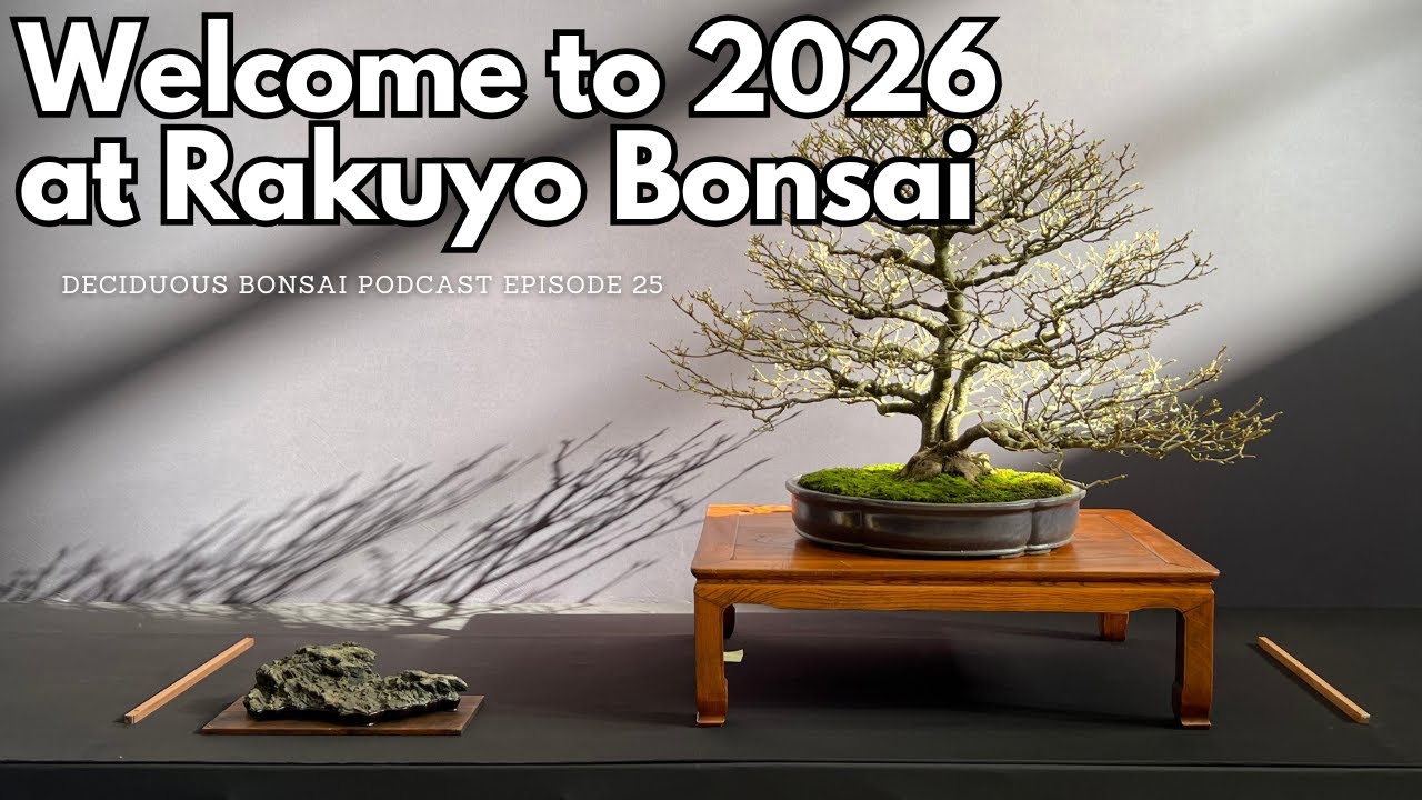 Welcome to 2026 - Season 2 (Episode 25) of the Deciduous Bonsai Podcast