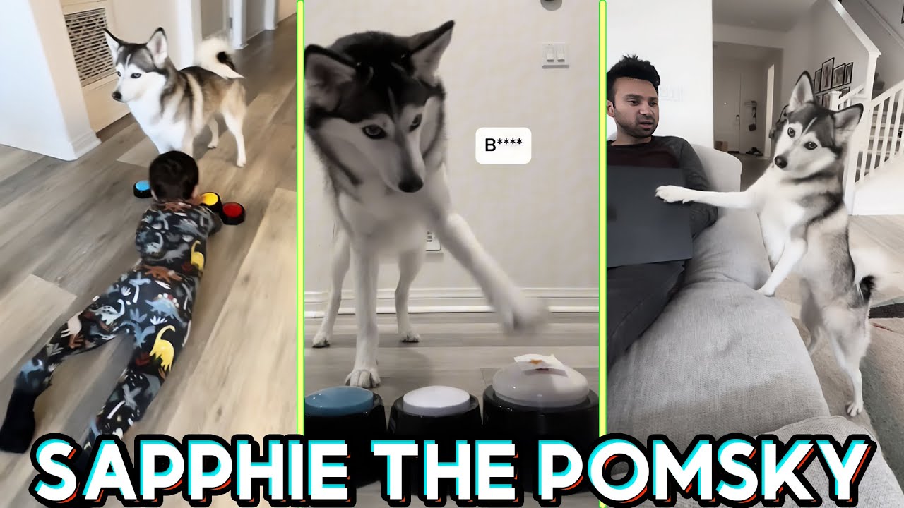 *NEW* Sapphie the Pomsky Funny Dog Tik toks 2025 - Best  @sapphie_the_pomsky and Baby B.... Shorts