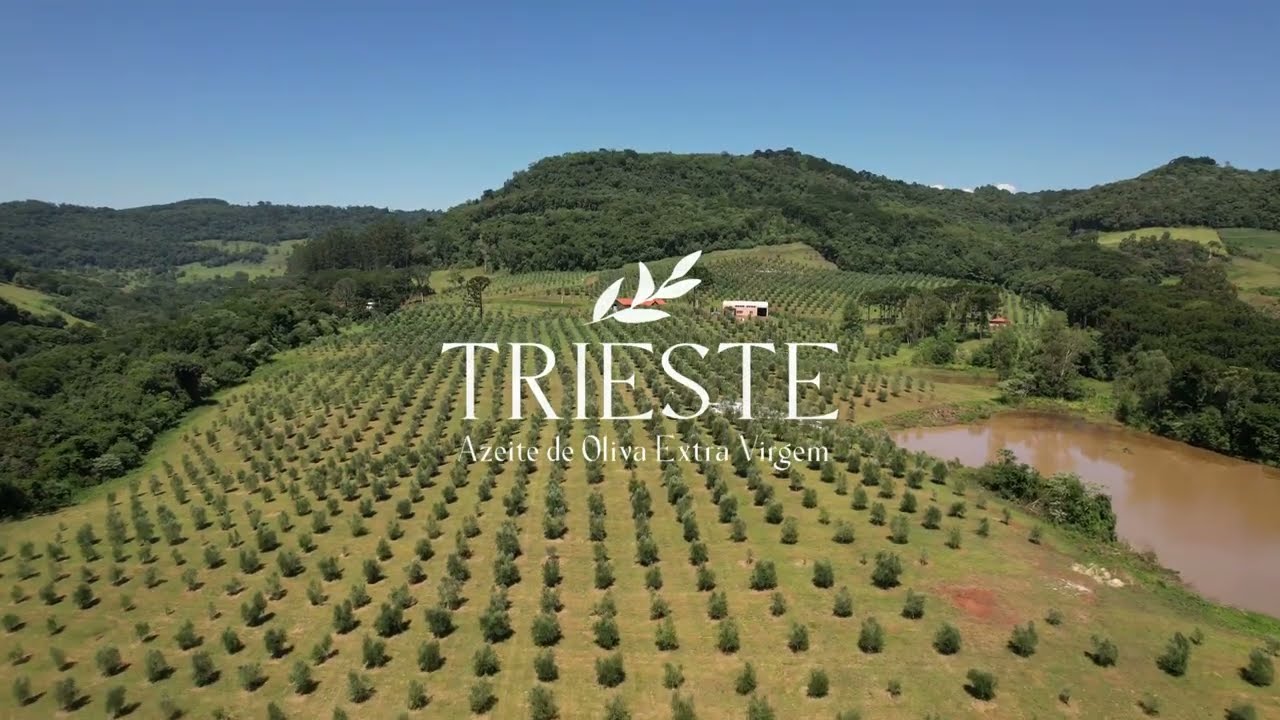 A safra 2026 marca um capítulo extraordinário na história dos Azeites Trieste.