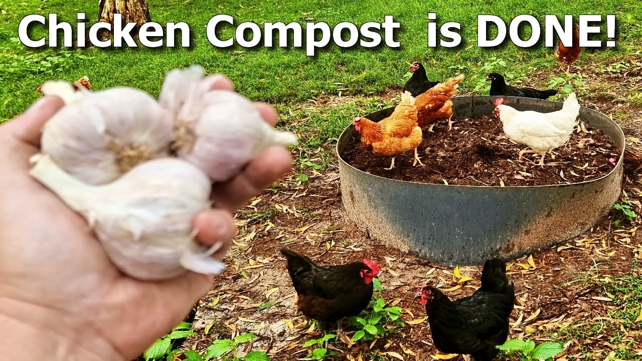 Making & Using RICH Chicken Compost to Plant Garlic + MORE!