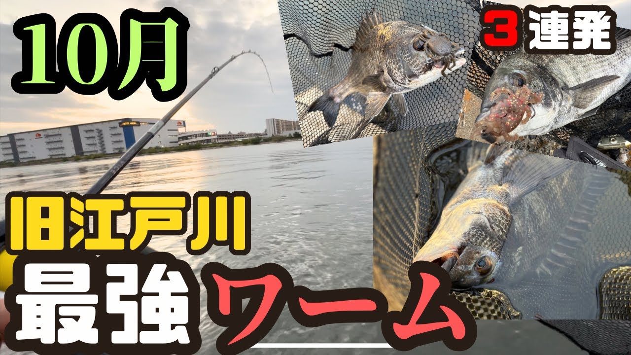 【東京湾奥チニング】10月でも短時間で連発！フリーリグおすすめワームをご紹介！