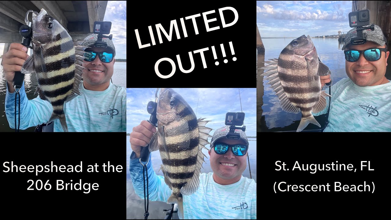 Getting a LIMIT of Sheepshead in south St. Augustine (Crescent Beach), FL on the Kayak
