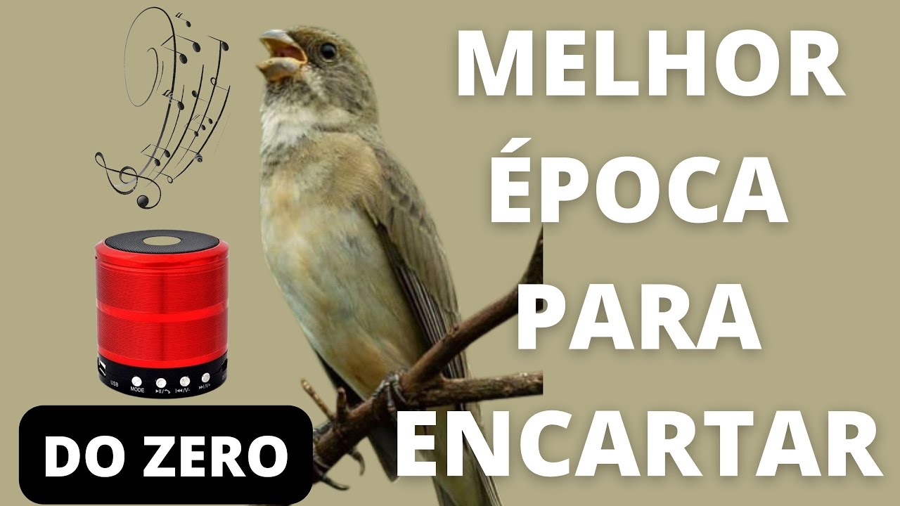 COMO FAZER ENCARTE DE COLEIRO NA MUDA DE PENAS