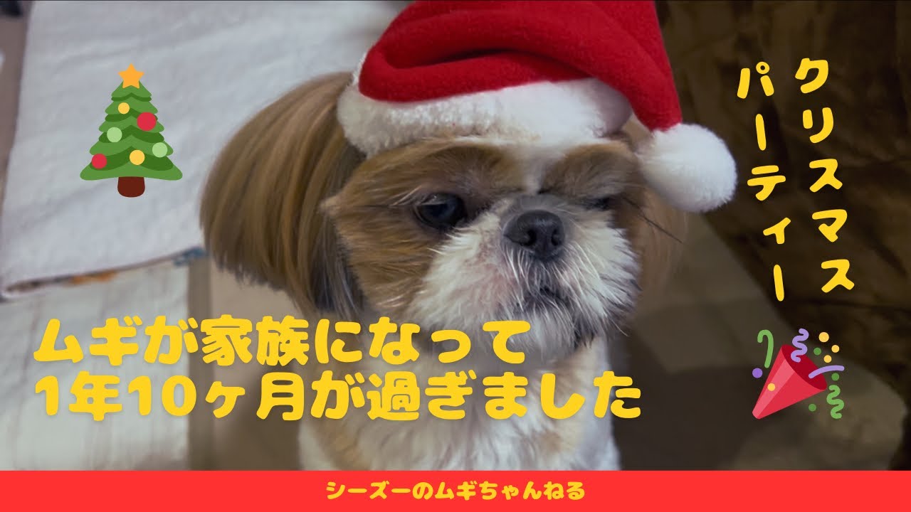 ムギが家族になって1年10ヶ月が過ぎました。
