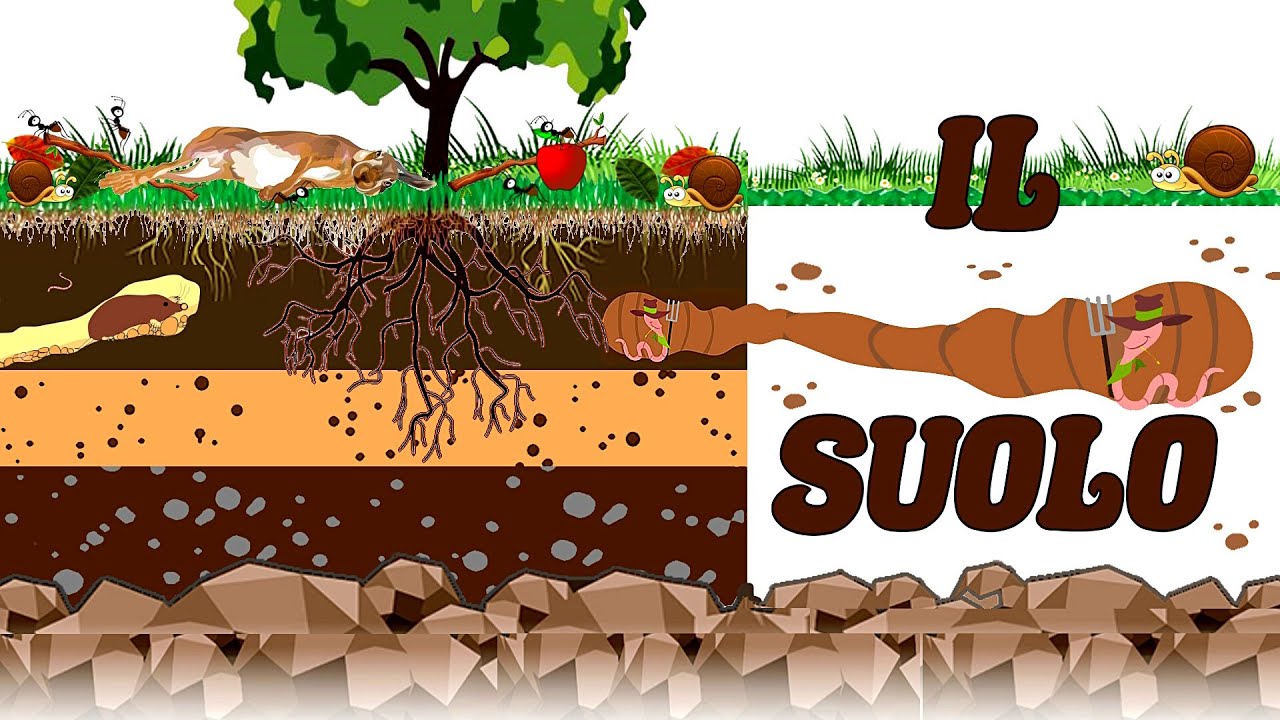 🍂🌱 Gli STRATI del SUOLO: Lettiera, Humus, Argilla, Sottosuolo e Roccia Madre 🗻 Animali del Suolo 🐌🦡🐛