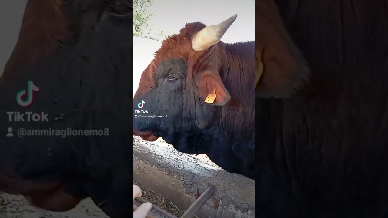 TORO RAZZA MODICANA