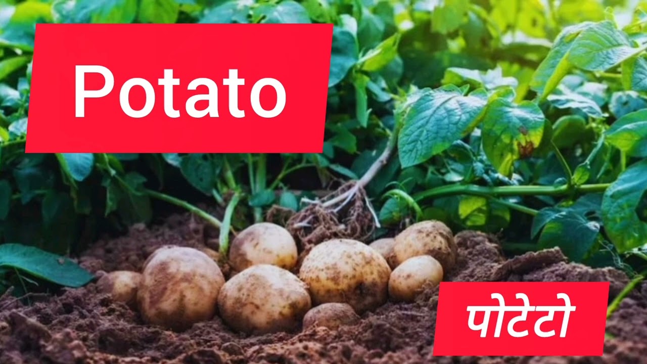 How sweet potato 🥔 vegitable name 
