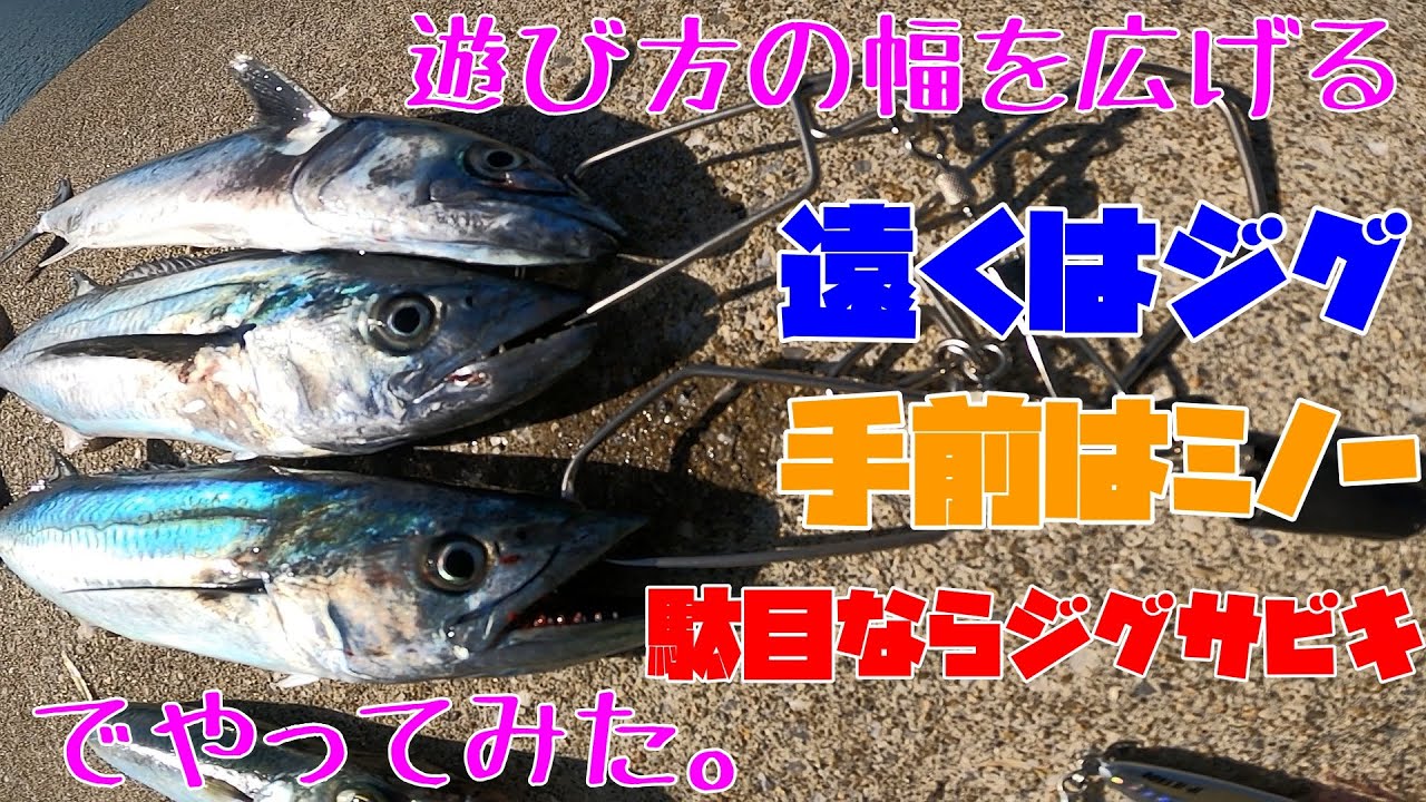 サゴシまだまだ釣れてます！！ナブラ多めの回【ジグサビキ・ミノー・ライトショアジギング・サゴシ・サバ】