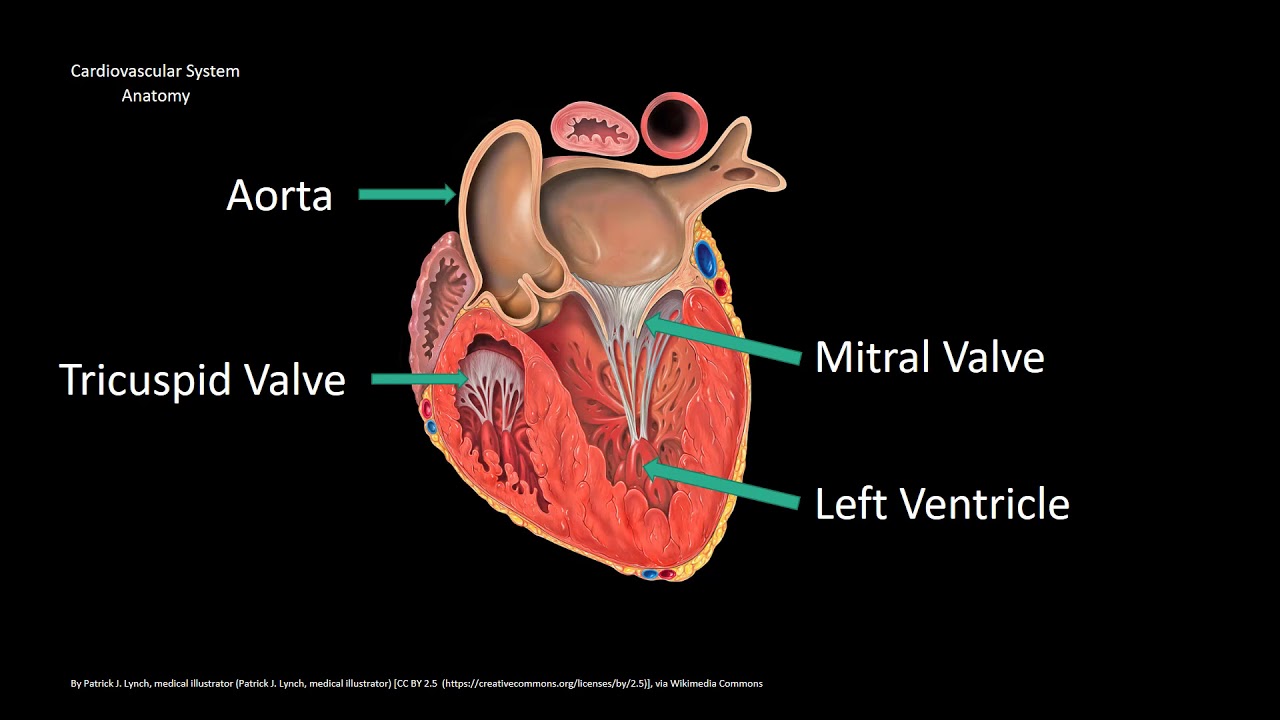 Aging Changes of the Cells, Respiratory, and Cardiovascular System
