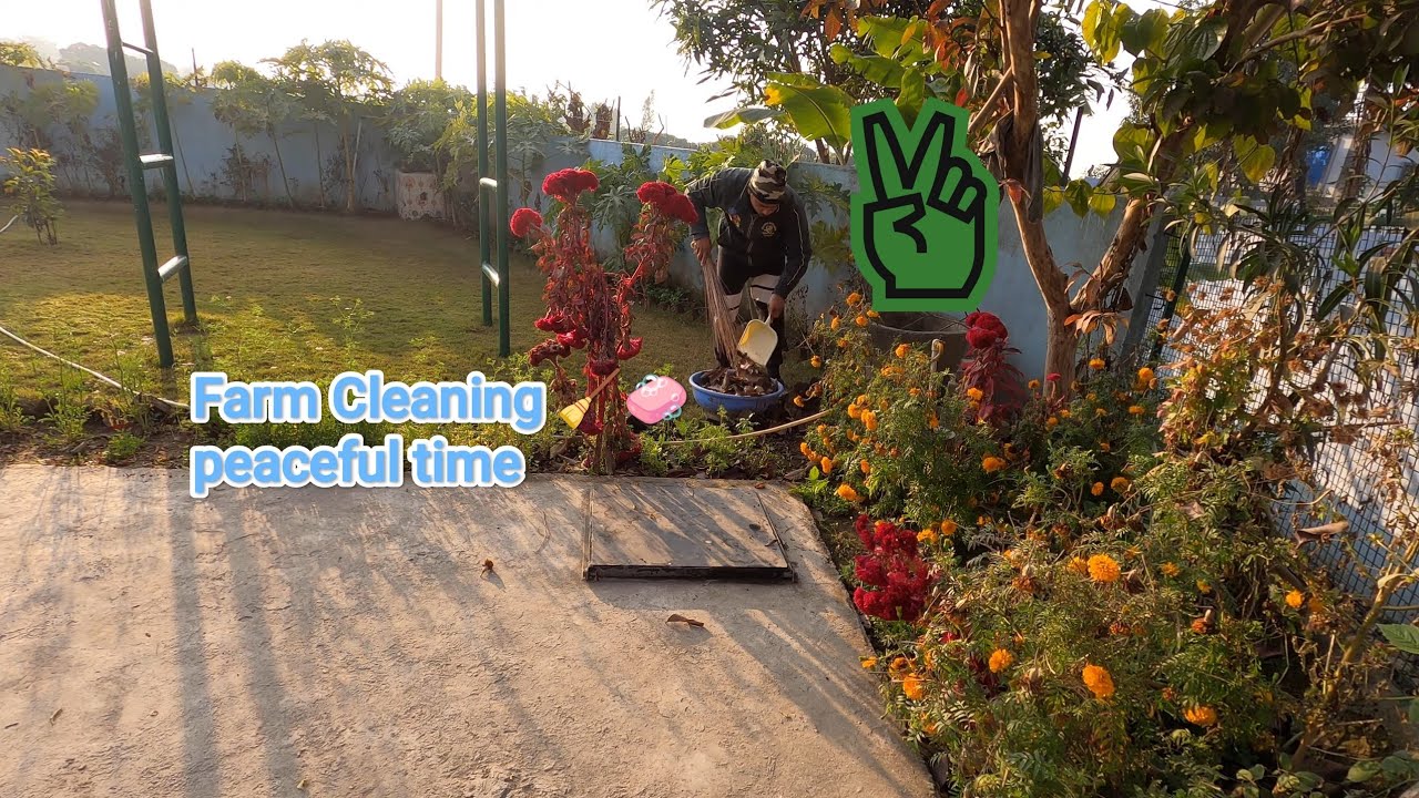 Peaceful cleaning farm to organic compost #peace #organic #compost #cleaning #farming  23 Jan 2026