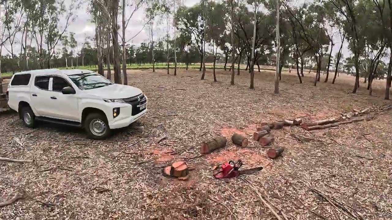 Felling small river red gum for firewood 