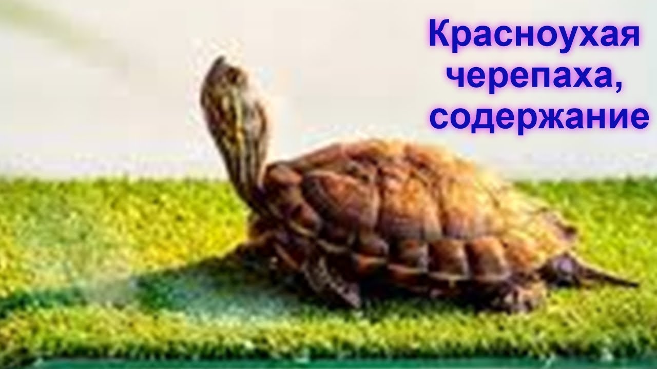 Содержание красноухой черепахи. Основные сведения.