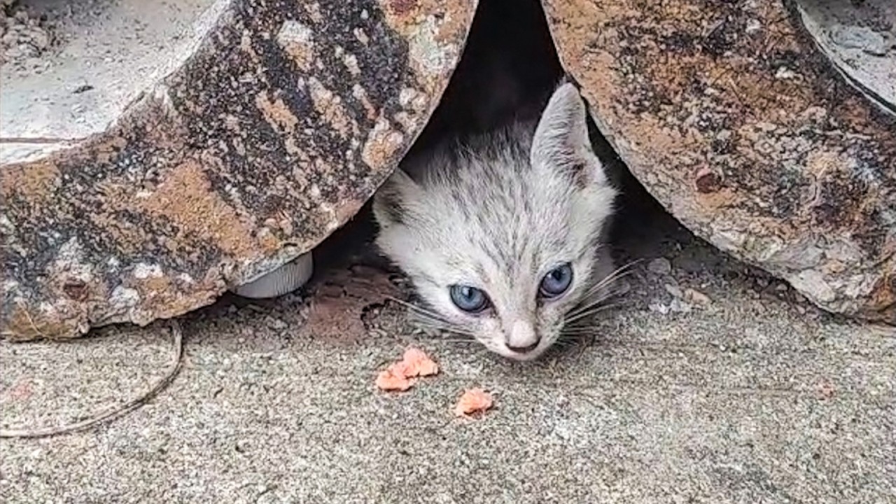 住在管道缝里的流浪小猫，终于跟我回家了