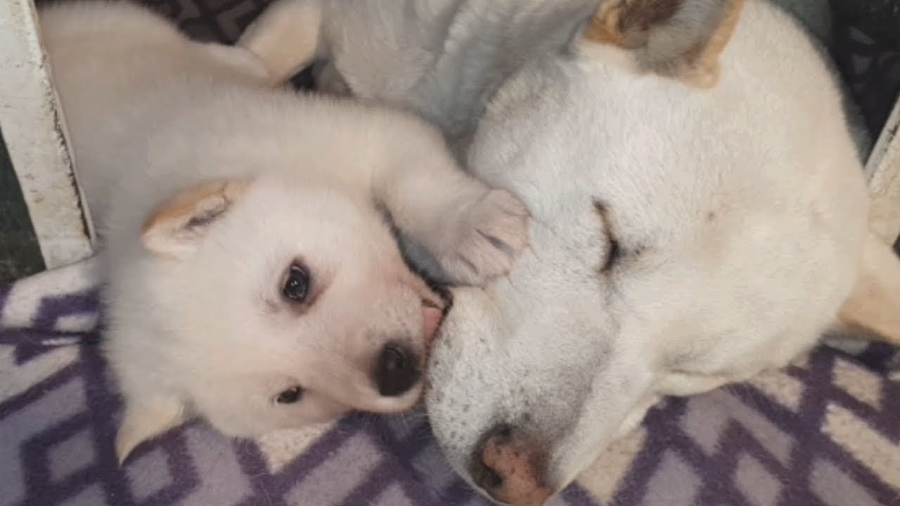 [291] 잠자는 엄마 뺨 만지면서 뽀뽀하다가 스르르~ 꿈속나라 들어가는 진돗개 강아지 짝귀 겨울이, 처음으로 걸어서 잔디마당 나들이 했어요.