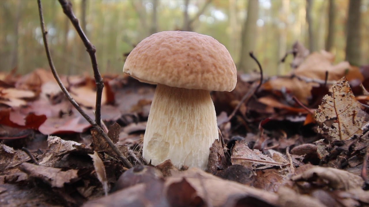 Pilze im November Teil 2 : Kuhmaul, Steinpilz und Maronenr&ouml;hrling