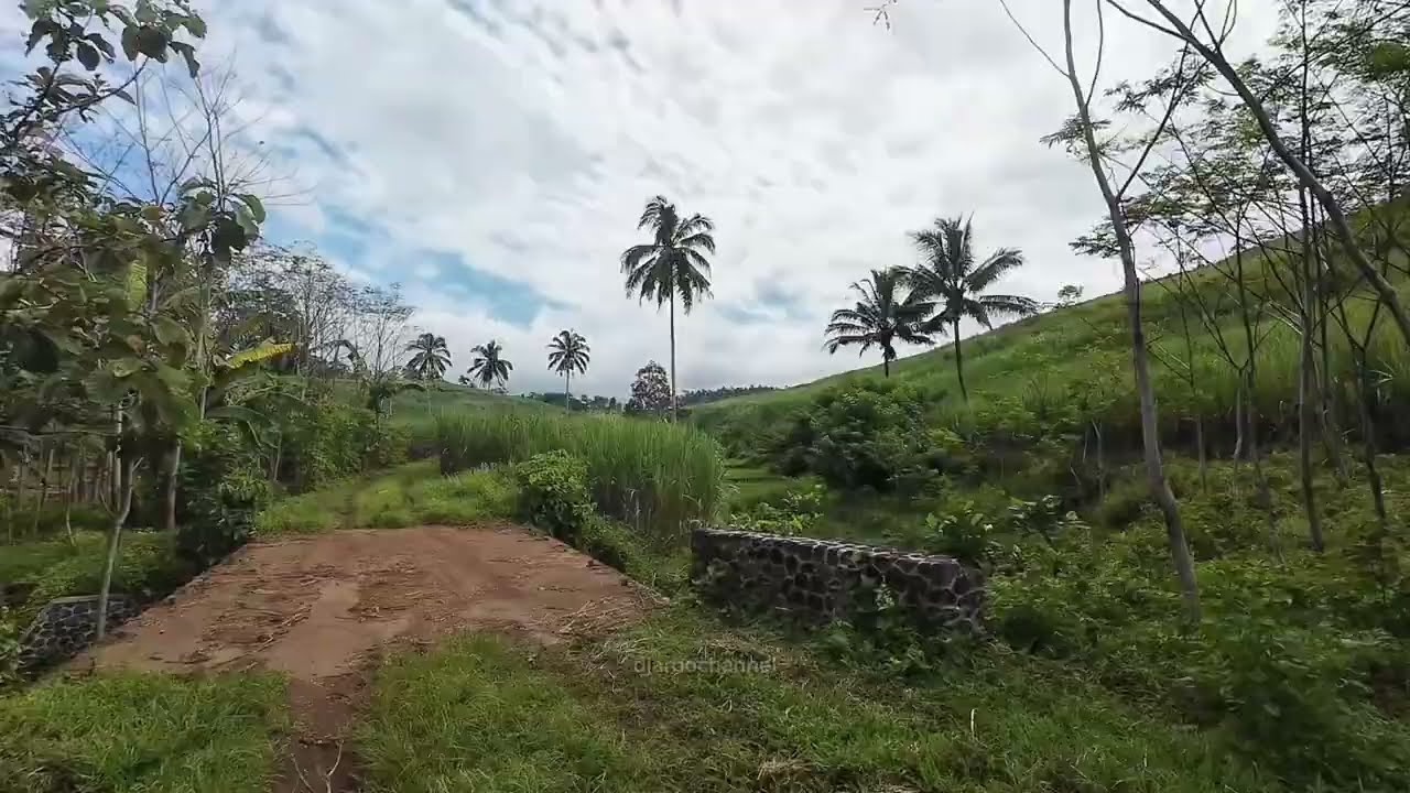 Blakrakan Lewat Sawah dan Kebun Tebu di Sekitar Bekas Pabrik Sumbergesing desa Bumirejo
