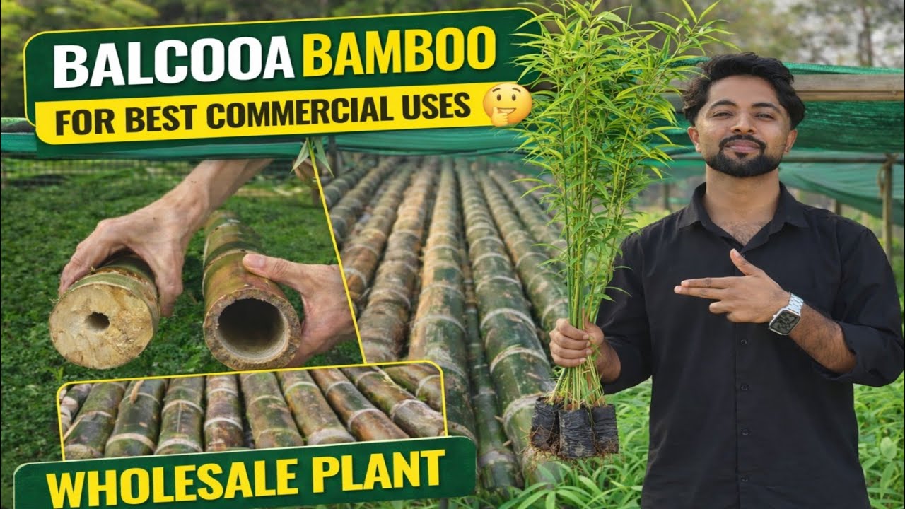 BALCOOA BAMBOO FOR COMMERCIAL USES (2-7ft) at Wholesale Rate | All india delevery @AssamNurserylive 