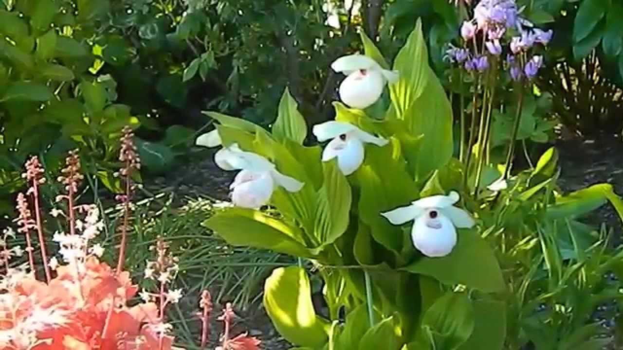 How to Grow Hardy Orchids in the Ground