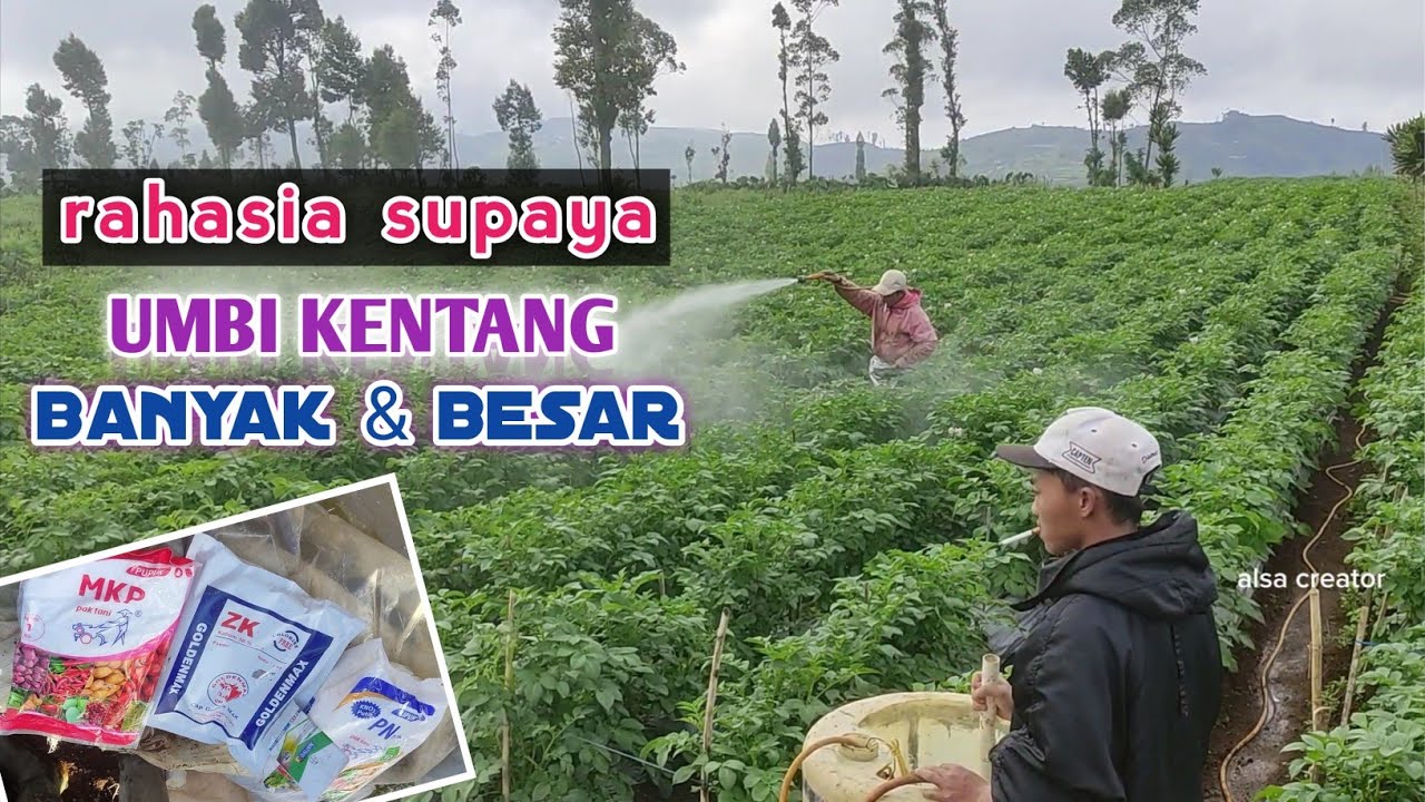 KATANYA BIAR PANEN MAKSIMAL || Pemberian PUPUK BUAH pada Tanaman KENTANG 🥔