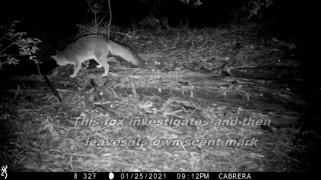 Fox and Skunk Respond to Mountain Lion Scent Mark