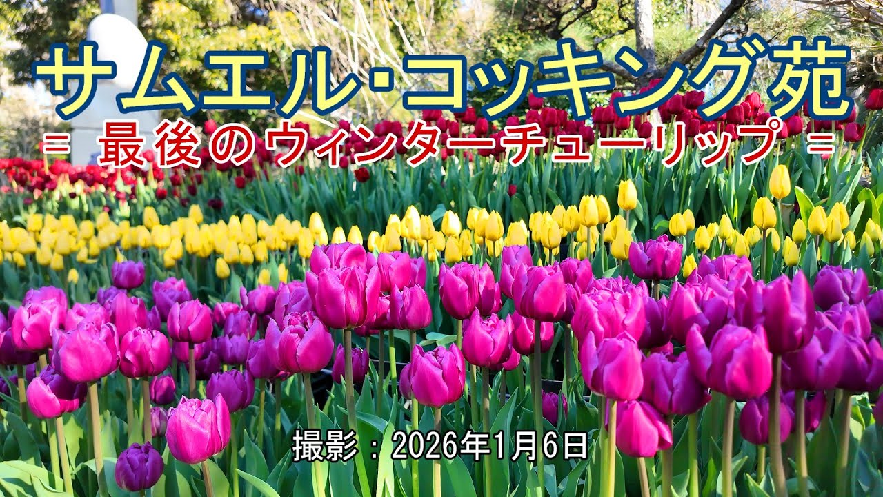 サムエル・コッキング苑 = 最後のウィンターチューリップ = [4K] Samuel Cocking Garden = The last winter tulips =