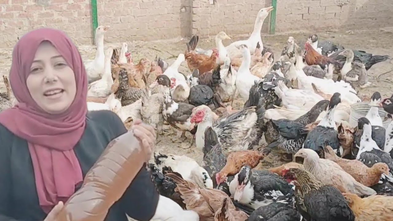 الوصفه السحريه للقضاء على الديدان وزيادة الوزن فى يومين ومطهر معوى للبط والفراخ مع طريقة عمل الوصفه