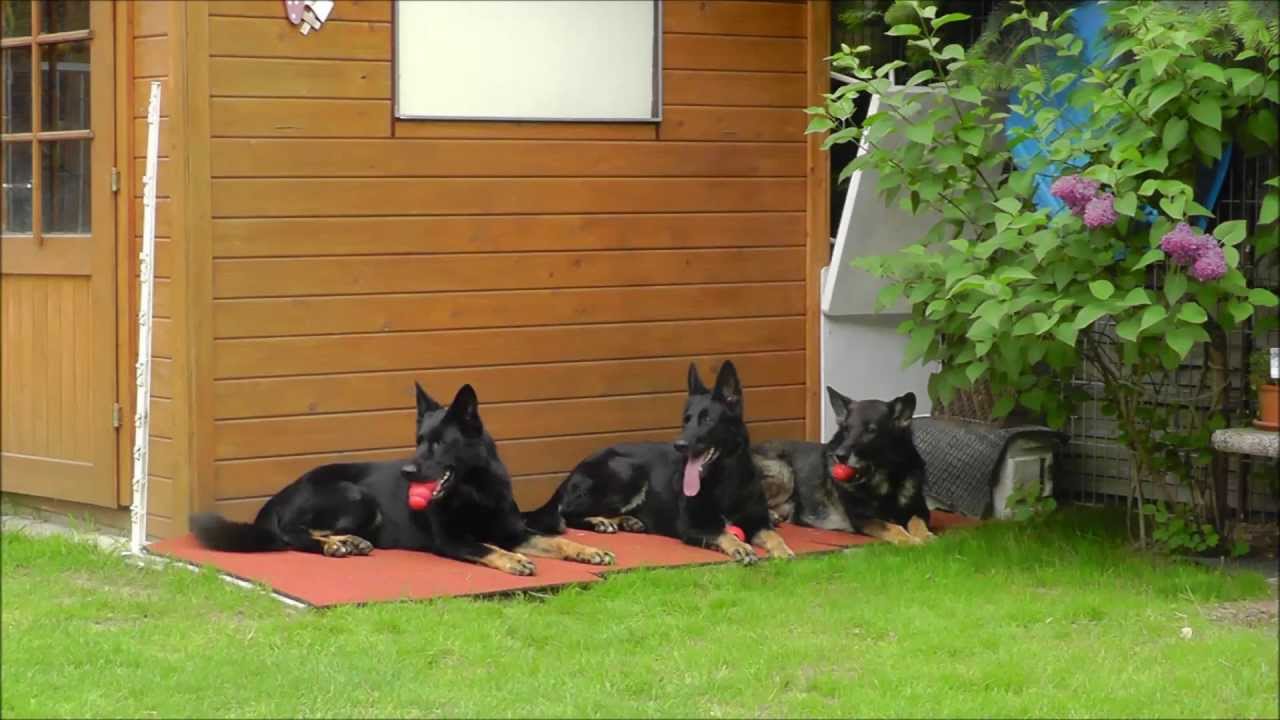 Deutsche Schäferhunde 