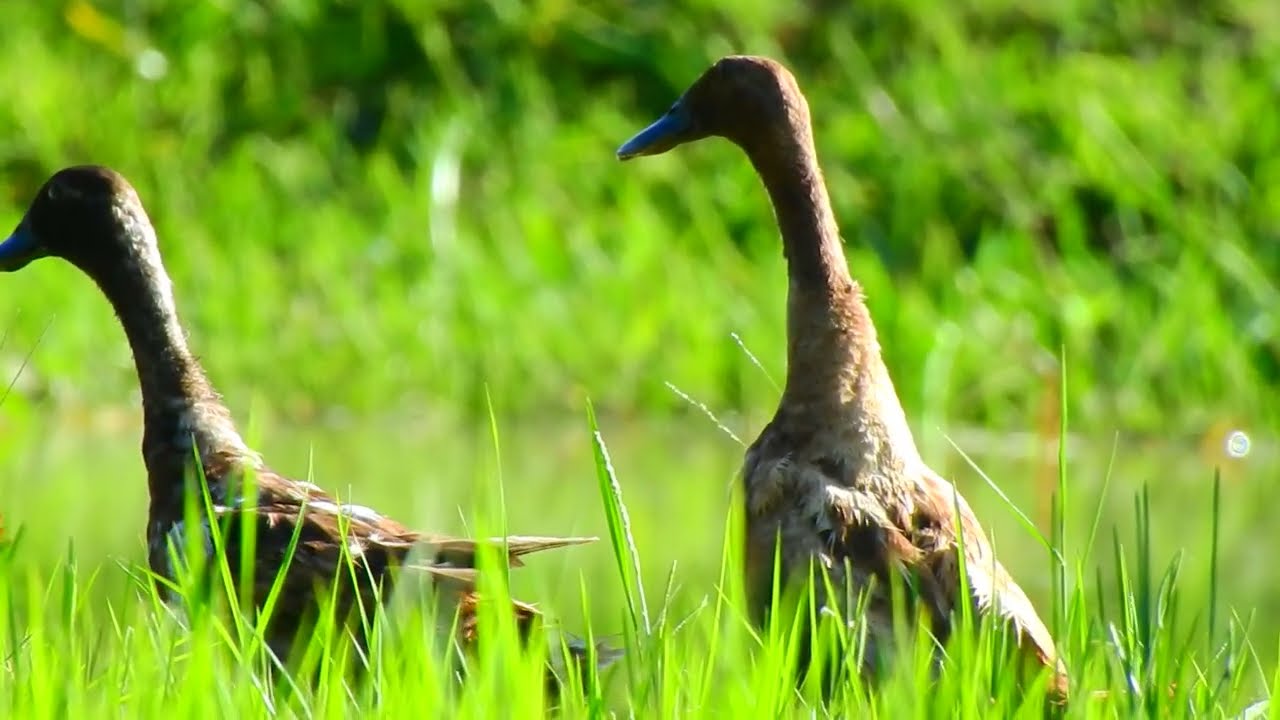 WOW! WOW DUCKS