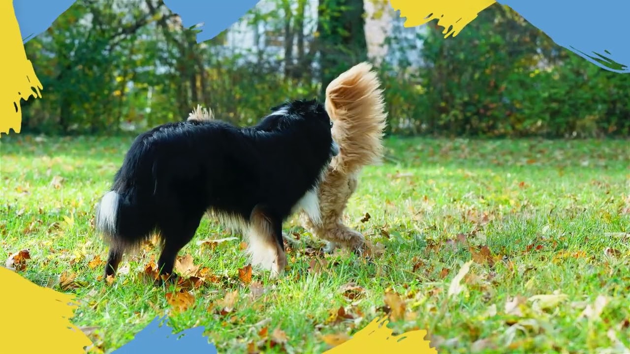 Woundcure Spray | Rumatec Vetcare | For Pets