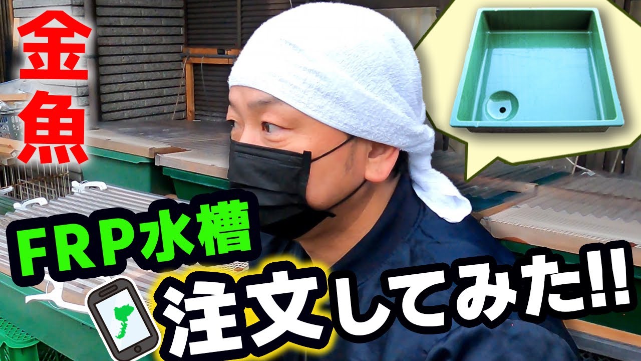【らんちゅう】1年半使用してきた飼育水槽をリニューアル‼︎「FRP工房福井」で注文してみた‼︎自宅飼育場の近況報告もさせていただきます。
