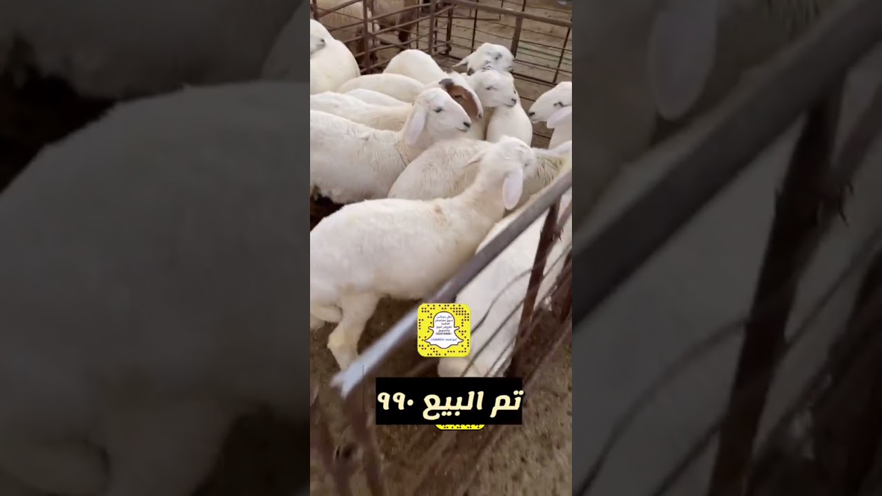 تغطية سوق حفر الباطن للغنم 1443/3/10