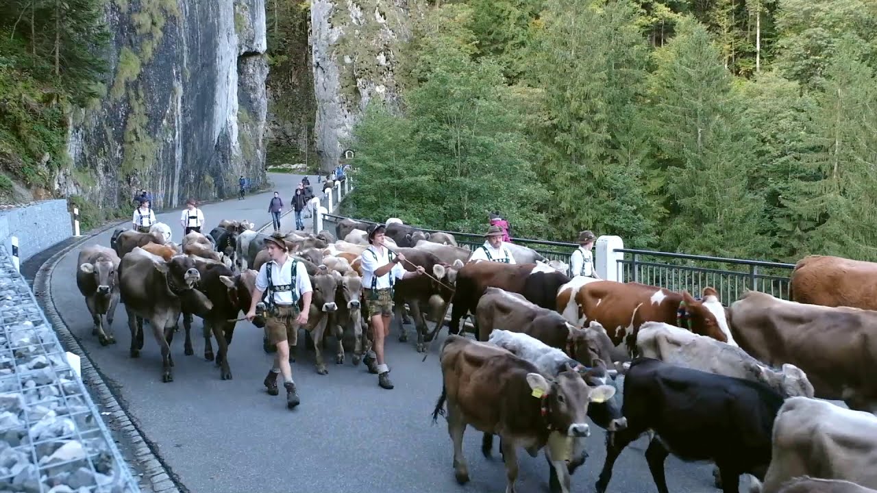 Viehscheid - Almabtriebe in den Hörnerdörfern im Allgäu
