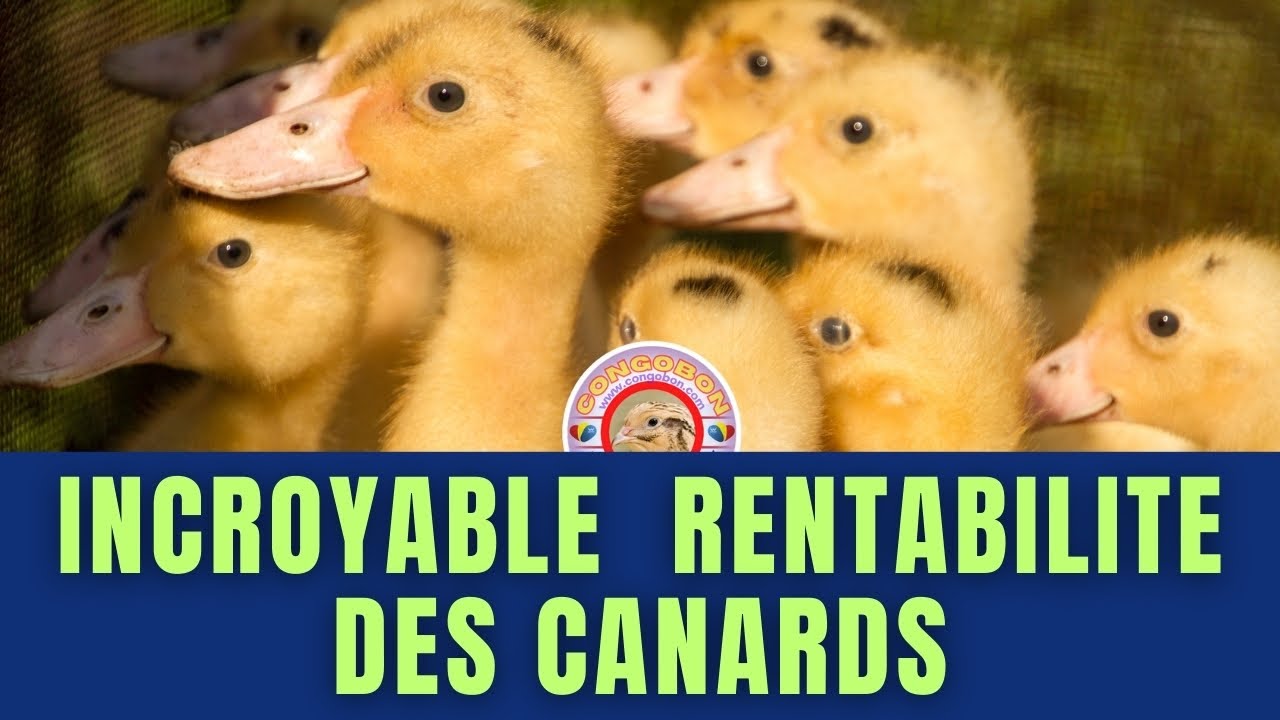 Comment Lancer et Rentabiliser un élevage de canards Ultra Rentable en Seulement 8 Semaines !