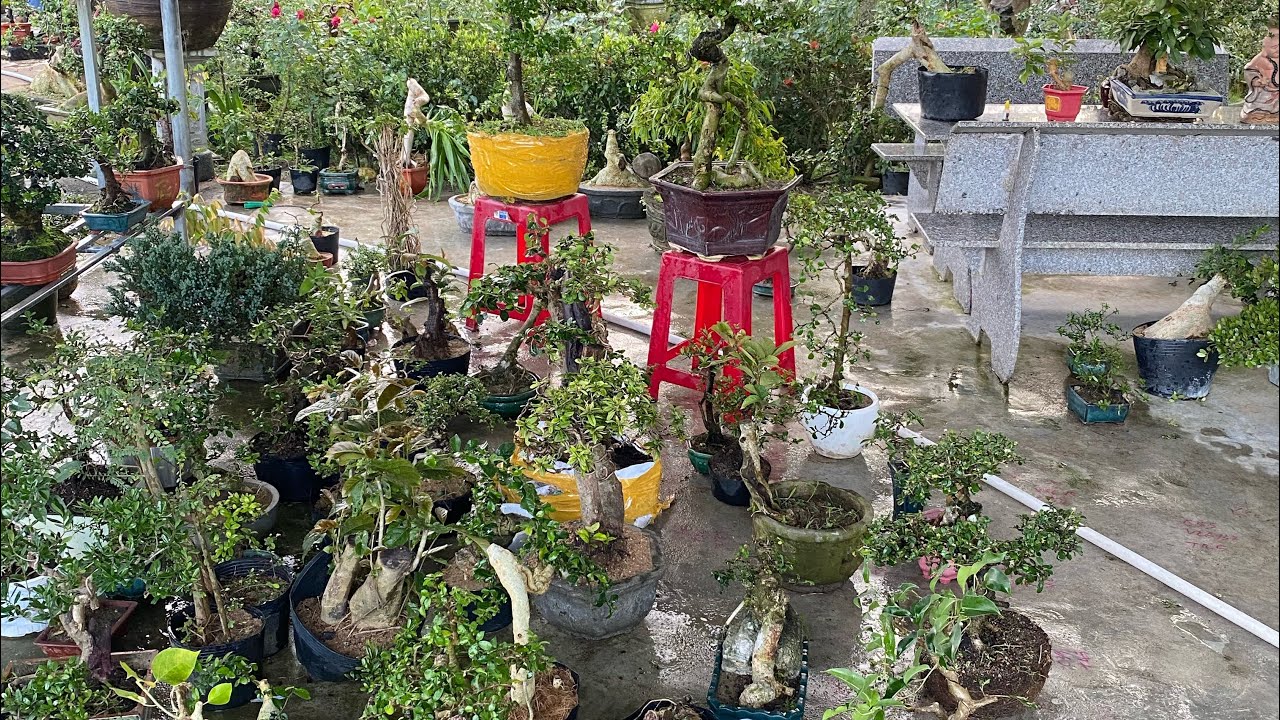 Ngày 11/3 lh 0775043679 gl ae các loại cây cảnh hàng già lâu năm