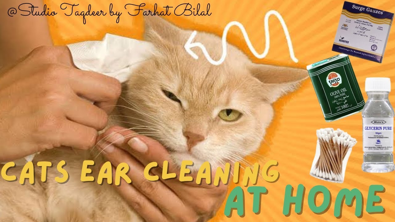 How to clean Cat's Ear at home | Persian cat's ear cleaning | Deworming also done