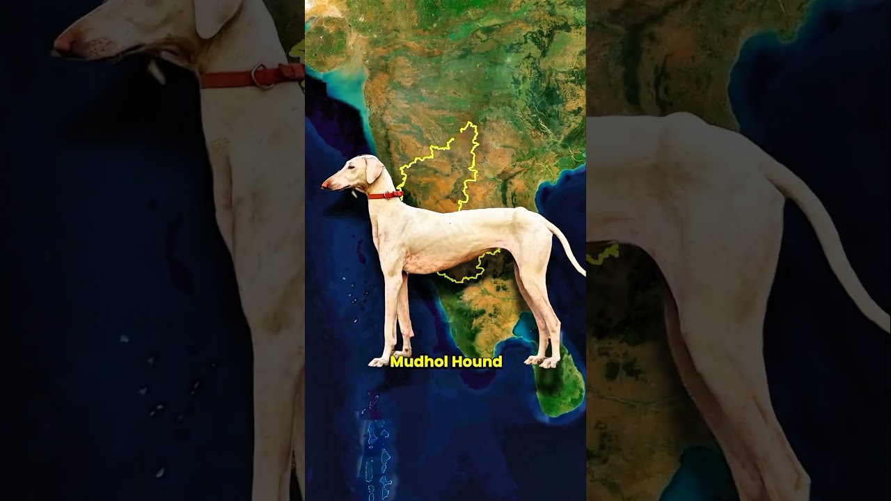 different dog breeds in india...