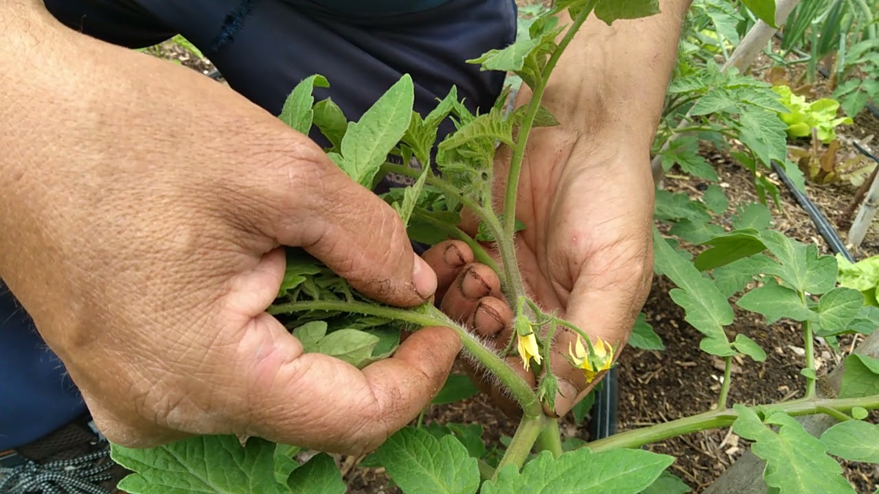 CULTIVOS DE PRIMAVERA - VERANO  - TOMATES  - TUTORADO  - PODA - ÁRBOL DE TOMATES