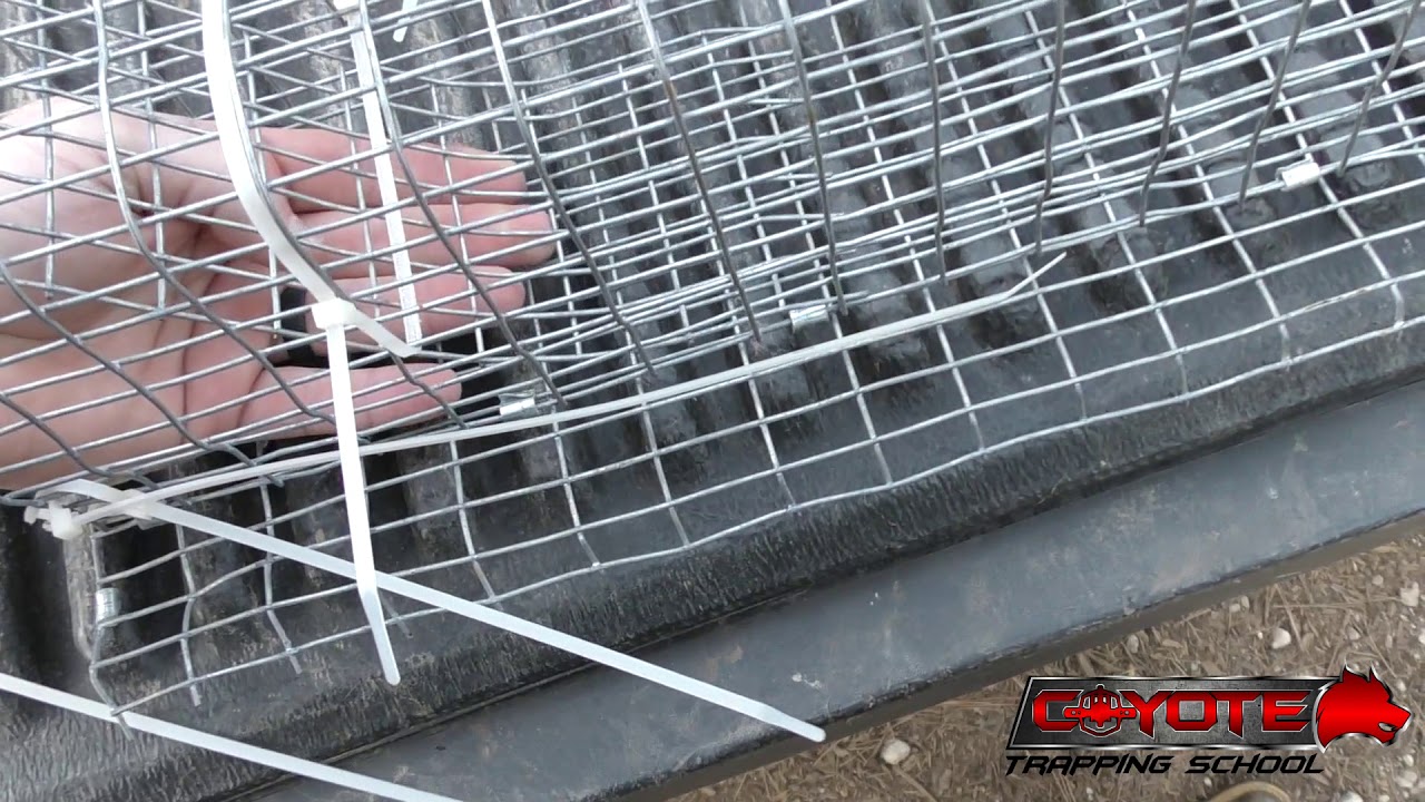 Flying Squirrel Traps