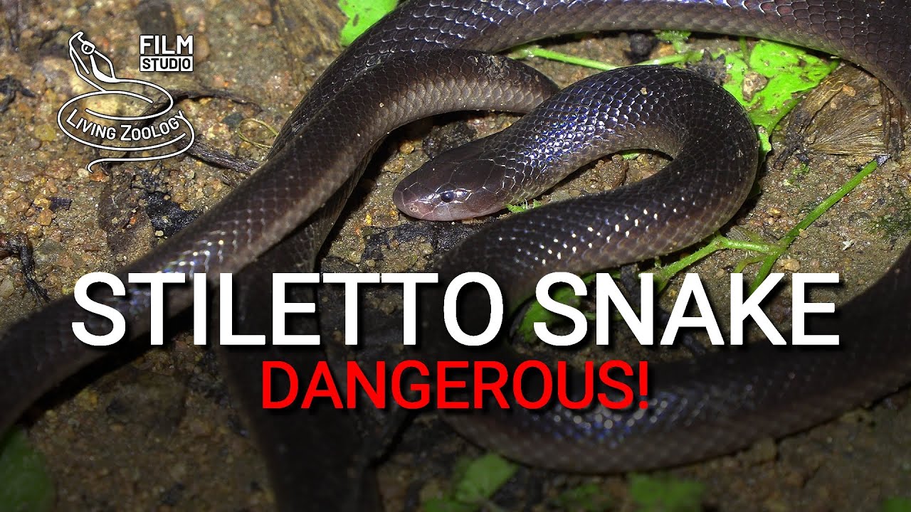 Stiletto snake (burrowing asp) - dangerous venomous snake with long fangs