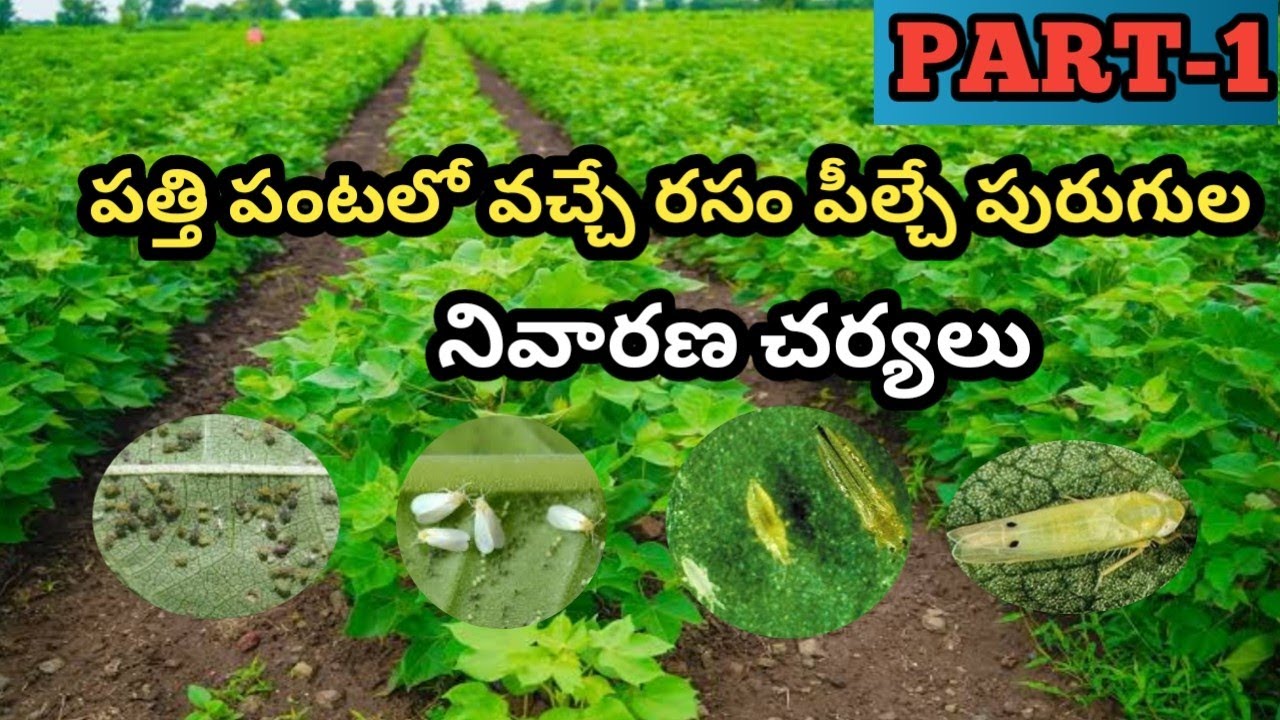 పత్తి పంటలో రసం పీల్చే పురుగుల(తెల్ల& పచ్చ దోమ, తామర పురుగు, పేను భాంక) వాడవలసిన మందులు  PART -1