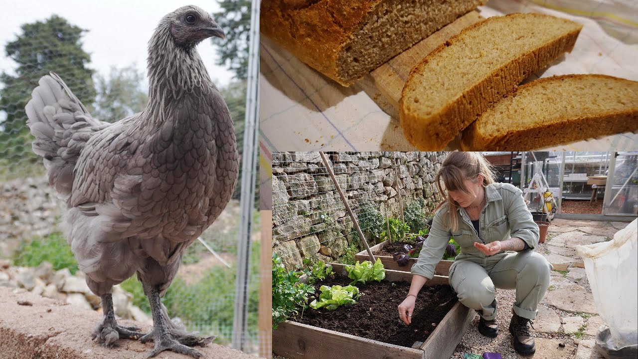 Jedan moj seoski dan👩🏼‍🌾 Zimska sjetva boba | Vrt | Kokoši🌱🐔