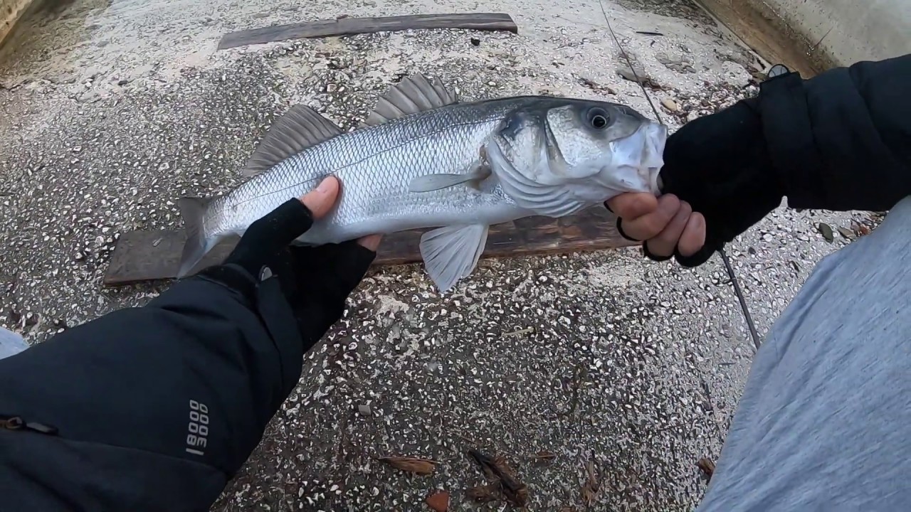 Seabass on topwater lure (Spigola) 20.02.2019