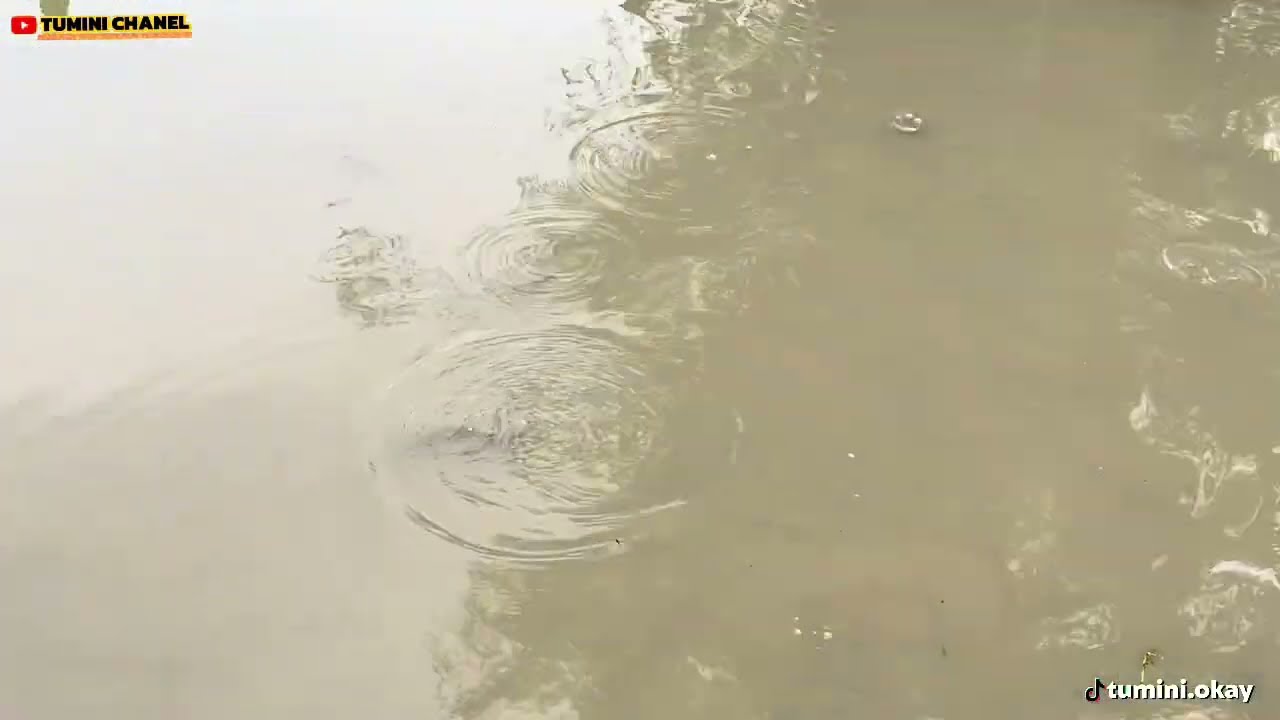ALHAMDULILLAH KOLAM UDAH MULAI DI ISI IKAN YA