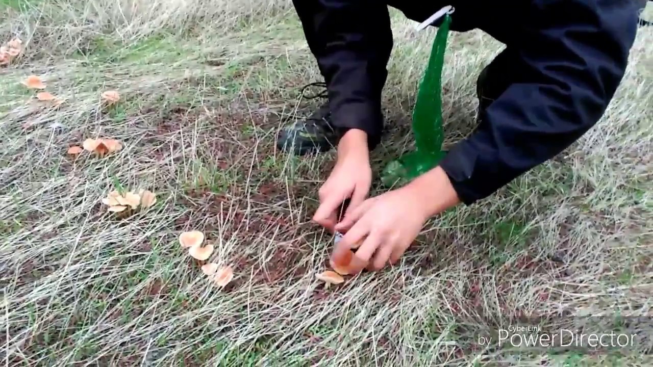 SENDERUELAS (Marasmius Oreades) Seta de caminos