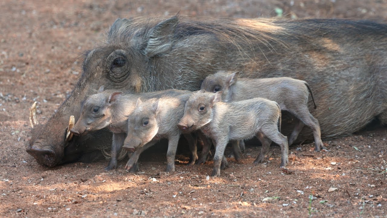 How cute are these baby warthogs?!