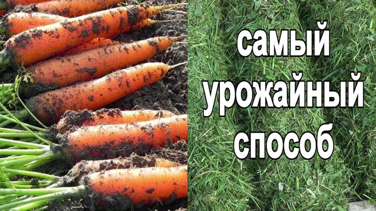 101. Морковь - небывалый урожай! Чудеса мульчирования свежескошенной травой.
